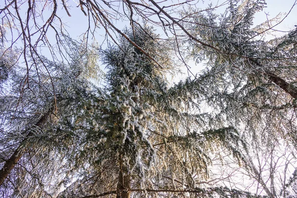 Ветви Вечнозеленого Дерева Покрытые Снегом Льдом — стоковое фото