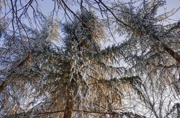 Ліс Під Снігом Сонячний День Зверніть Увагу Неглибоку Глибину Різкості — стокове фото