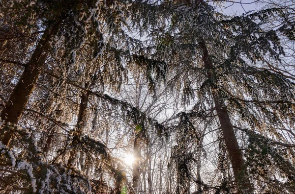 Wald Unter Schnee Einem Sonnigen Tag Beachten Sie Geringe Schärfentiefe — Stockfoto