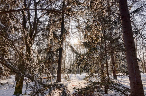 フィールドの浅い深さ 晴れた日の雪林 — ストック写真