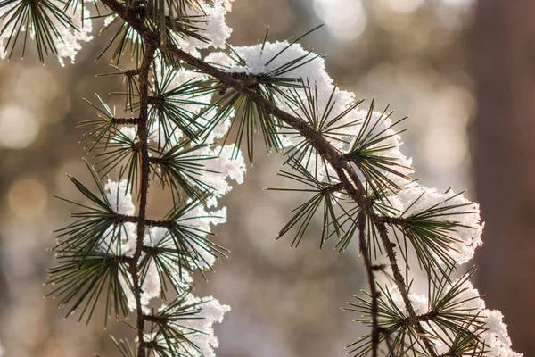 Branches of an evergreen tree covered with snow and ice