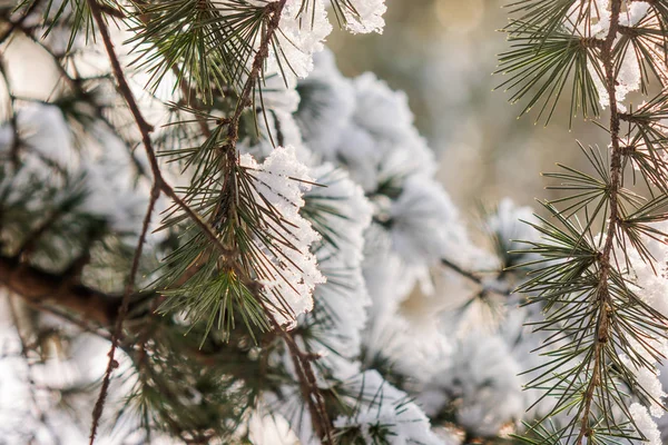 Branches of an evergreen tree covered with snow and ice