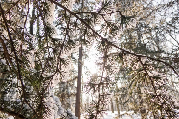 常緑の木の枝が雪と氷で覆われています — ストック写真