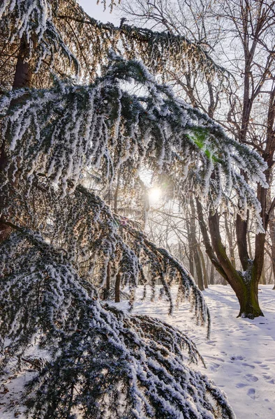 Las Pod Śniegiem Słoneczny Dzień Uwaga Płytkiej Głębi Ostrości — Zdjęcie stockowe