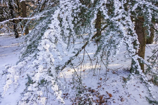 Gałęzie Drzewa Wiecznie Zielone Pokryte Śniegiem Lodem — Zdjęcie stockowe
