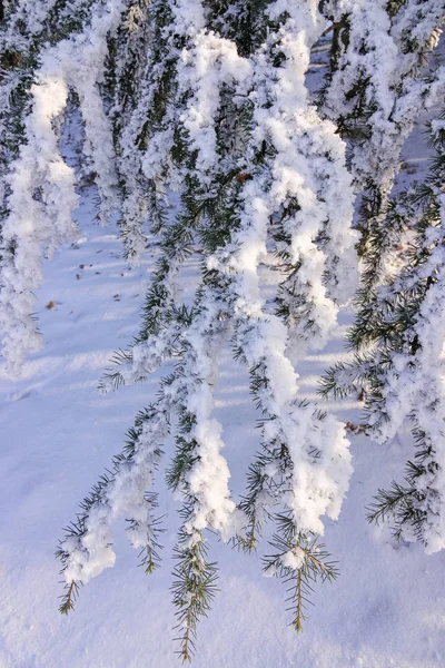 Gałęzie Drzewa Wiecznie Zielone Pokryte Śniegiem Lodem — Zdjęcie stockowe
