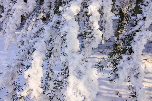 Branches Arbre Sempervirent Recouvert Neige Glace — Photo