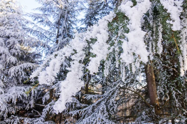 Ramos Uma Árvore Sempre Verde Coberta Neve Gelo — Fotografia de Stock