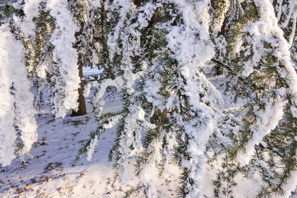 常緑の木の枝が雪と氷で覆われています — ストック写真