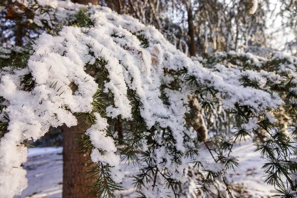 Гілки Вічнозеленого Дерева Вкриті Снігом Льодом — стокове фото