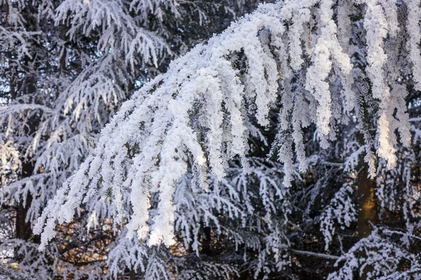 Větve Stálezelených Stromů Pokryté Sněhem Ledem — Stock fotografie