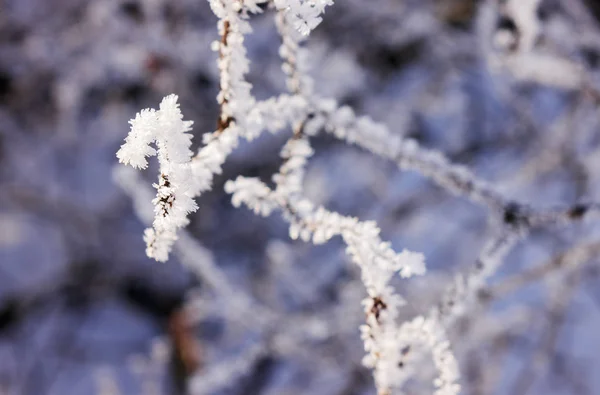 Las Pod Śniegiem Słoneczny Dzień Uwaga Płytkiej Głębi Ostrości — Zdjęcie stockowe
