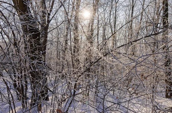 フィールドの浅い深さ 晴れた日の雪林 — ストック写真