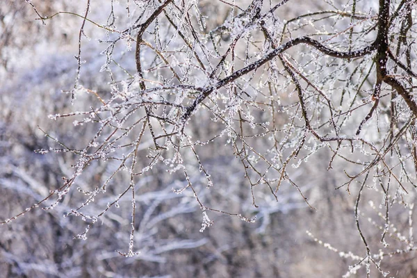 冰冻的枝条在雪下的树上 注意浅的田野深度 — 图库照片