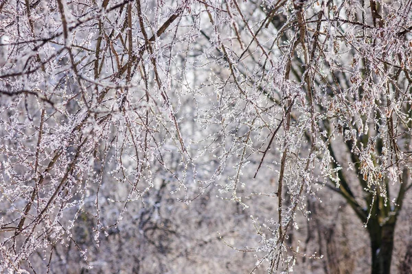 冰冻的枝条在雪下的树上 注意浅的田野深度 — 图库照片