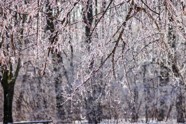 Ramas Congeladas Los Árboles Bajo Nieve Nota Poca Profundidad Campo — Foto de Stock