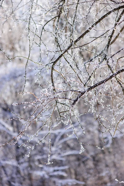 冰冻的枝条在雪下的树上 注意浅的田野深度 — 图库照片