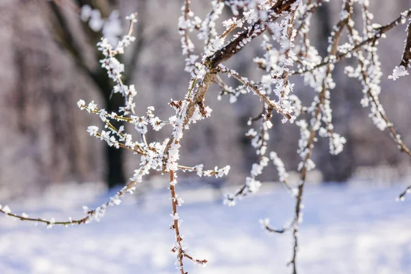 冰冻的枝条在雪下的树上 注意浅的田野深度 — 图库照片