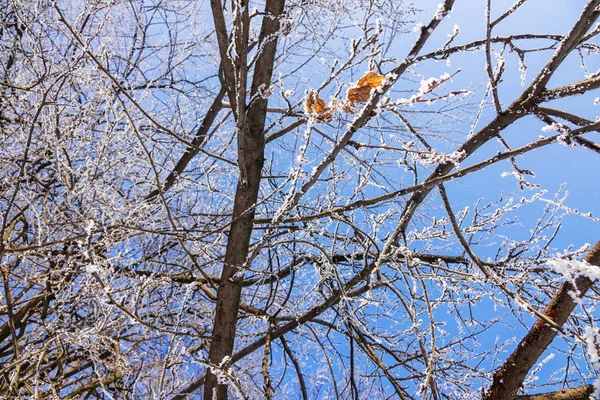 Rami Nudi Del Baldacchino Sotto Neve Ghiaccio Nota Profondità Campo — Foto Stock