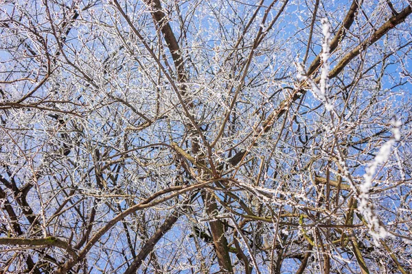 在冰雪下的树冠的弯曲分支 注意浅层景深 — 图库照片