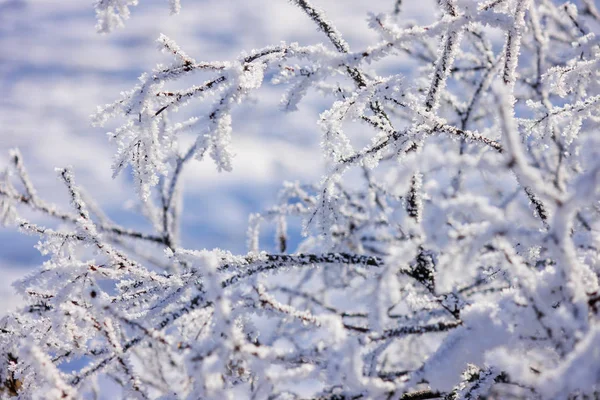Ramas Congeladas Los Árboles Bajo Nieve Nota Poca Profundidad Campo — Foto de Stock