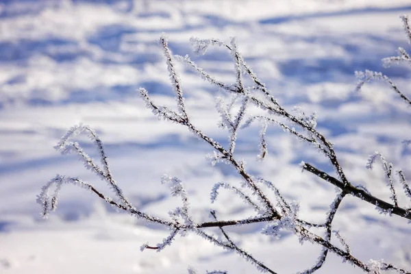 Poznámka Zmrazené Větve Stromů Pod Sněhem Malá Hloubka Ostrosti — Stock fotografie