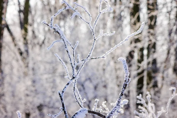 Ramas Congeladas Los Árboles Bajo Nieve Nota Poca Profundidad Campo —  Fotos de Stock