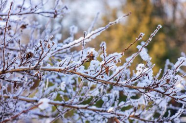 Çıplak dallarında çalılar ve ağaçlar kış, Not alan sığ derinliği