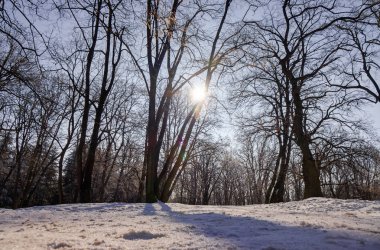 Güneşli bir günde, Not alan sığ derinliği kar altında orman