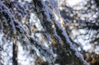 Karla kaplı bir yaprak dökmeyen ağaç dalları