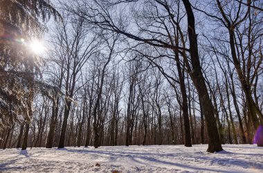 Güneşli bir günde, Not alan sığ derinliği kar altında orman