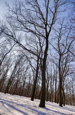 Güneşli bir günde, Not alan sığ derinliği kar altında orman