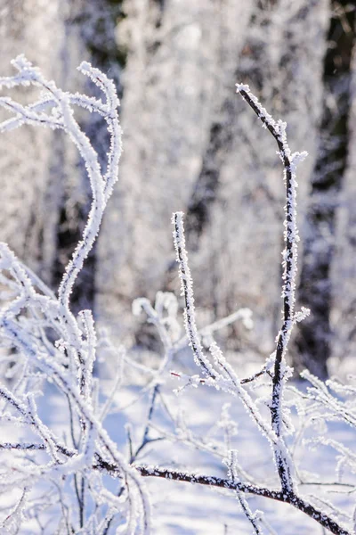 Poznámka Zmrazené Větve Stromů Pod Sněhem Malá Hloubka Ostrosti — Stock fotografie