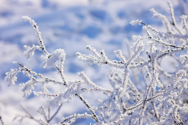 Голі Гілки Кущів Дерев Взимку Відзначають Неглибоку Глибину Різкості — стокове фото