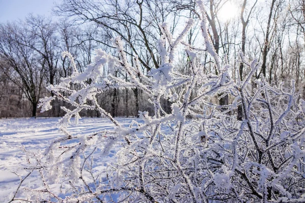 Nahý Větve Keřů Stromů Zimě Poznámka Malá Hloubka Ostrosti — Stock fotografie