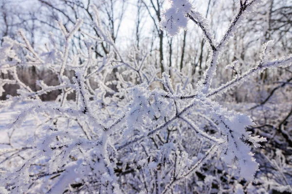 Rami Nudi Cespugli Alberi Inverno Nota Profondità Campo Poco Profonda — Foto Stock