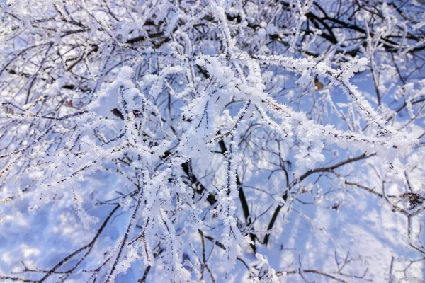 Ramos Nus Arbustos Árvores Inverno Observe Profundidade Rasa Campo — Fotografia de Stock