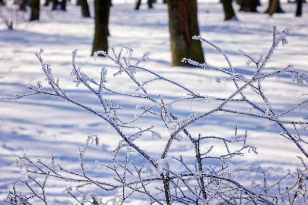 Çıplak Dallarında Çalılar Ağaçlar Kış Alan Sığ Derinliği — Stok fotoğraf