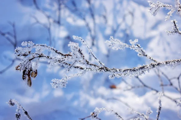 Ramas Congeladas Los Árboles Bajo Nieve Nota Poca Profundidad Campo — Foto de Stock