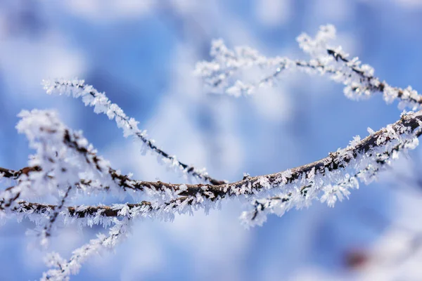 Заморожені Гілки Деревах Під Снігом Відзначають Неглибоку Глибину Різкості — стокове фото