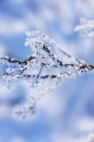 Frozen Branches Trees Snow Note Shallow Depth Field — Stock Photo, Image