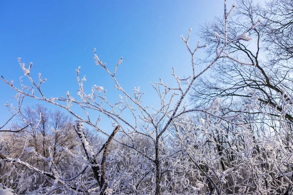 在冰雪下的树冠的弯曲分支 注意浅层景深 — 图库照片