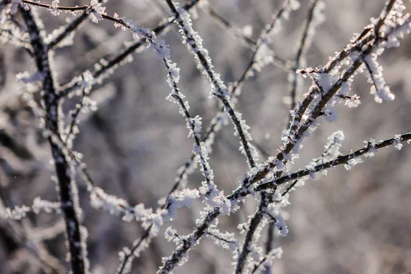 Naakte Takken Van Struiken Bomen Winter Opmerking Ondiepe Scherptediepte — Stockfoto