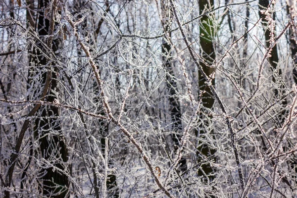 Las Ramas Desnudas Los Arbustos Los Árboles Invierno Notan Profundidad — Foto de Stock