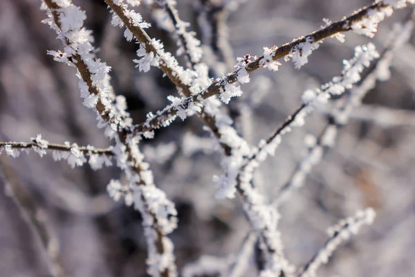冬天的灌木和树木的赤裸的分支 注意浅的景深 — 图库照片