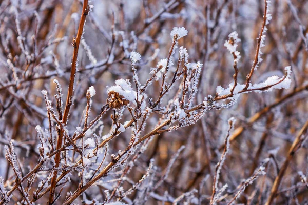 Ramos Nus Arbustos Árvores Inverno Observe Profundidade Rasa Campo — Fotografia de Stock