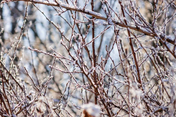 冬天的灌木和树木的赤裸的分支 注意浅的景深 — 图库照片
