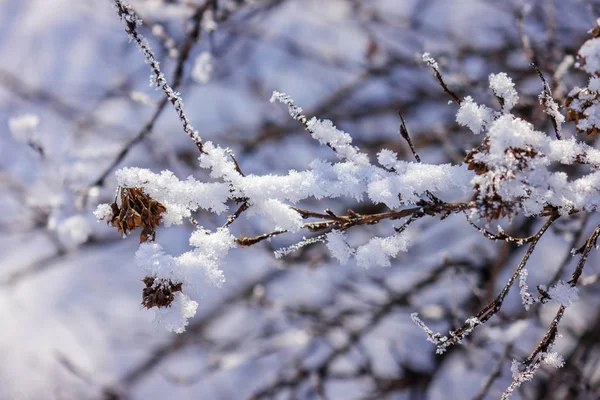 Nahý Větve Keřů Stromů Zimě Poznámka Malá Hloubka Ostrosti — Stock fotografie