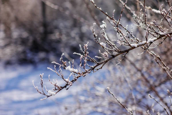 Nahý Větve Keřů Stromů Zimě Poznámka Malá Hloubka Ostrosti — Stock fotografie