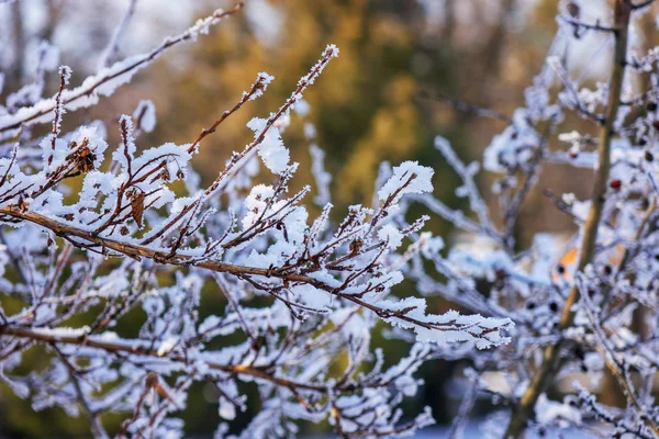 Las Ramas Desnudas Los Arbustos Los Árboles Invierno Notan Profundidad — Foto de Stock